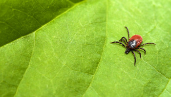 Lyme Disease